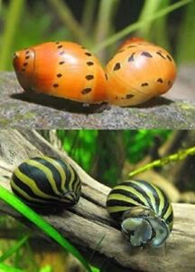 worldwidetropicals live freshwater aquarium fish - (6) varied nerite snails - 6 pack of mixed nerites(zebra, red spotted, horned) - by populate your fish tank!
