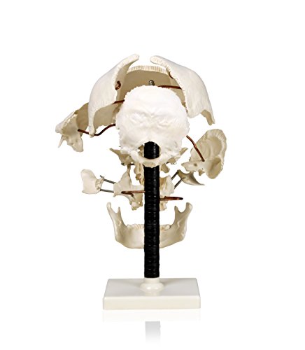 Parco Scientific PB00050 Life Size Beauchene Model | “Exploded” to Show How Bones Fit Together | Disarticulated, Mounted on Wire to Retain Spatial Relationship | Med. Studies | W Identification Key