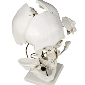 Parco Scientific PB00050 Life Size Beauchene Model | “Exploded” to Show How Bones Fit Together | Disarticulated, Mounted on Wire to Retain Spatial Relationship | Med. Studies | W Identification Key