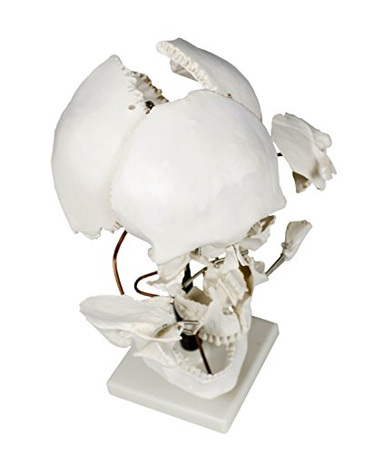 Parco Scientific PB00050 Life Size Beauchene Model | “Exploded” to Show How Bones Fit Together | Disarticulated, Mounted on Wire to Retain Spatial Relationship | Med. Studies | W Identification Key
