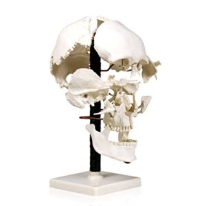 Parco Scientific PB00050 Life Size Beauchene Model | “Exploded” to Show How Bones Fit Together | Disarticulated, Mounted on Wire to Retain Spatial Relationship | Med. Studies | W Identification Key