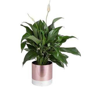 costa farms peace lily plant, live indoor house plant with white flowers, room air purifier in premium decor planter, potting soil mix, anniversary, housewarming gift, home decor, 15-inches tall