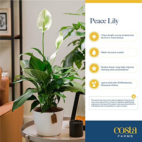 Costa Farms Peace Lily Plant, Live Indoor House Plant with White Flowers, Room Air Purifier in Premium Decor Planter, Potting Soil Mix, Anniversary, Housewarming Gift, Home Decor, 15-Inches Tall