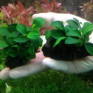 Anubias Nana 'Petite' on Driftwood | Live Aquarium Freshwater Plants Decorations