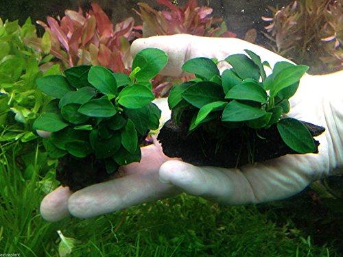 Anubias Nana 'Petite' on Driftwood | Live Aquarium Freshwater Plants Decorations