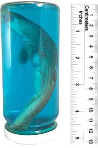 real shark in a bottle jar, marine specimen taxidermy, fishing, jaws