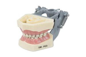 dental anatomy pediatric typodont model 760 with removable teeth