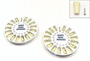 dental typodont ivorine upper and lower replacement pediatric teeth for model 760