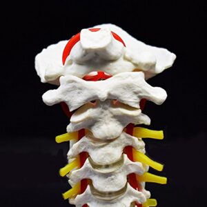 Cervical Vertebra Arteria Spine Spinal Nerves Anatomical Model Anatomy for Science Classroom Study Display Teaching Medical Model