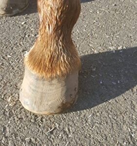 Big Mare Equine White Line Gel for Horse Hoofs | Treats White Line Hoof Disease