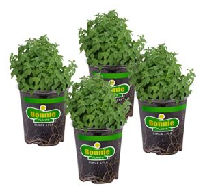 bonnie plants catnip live herb plants - 4 pack, pet friendly, grows great in containers, fresh for cats & dries for cat sachets