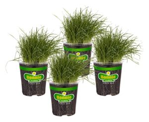 bonnie plants pet grass live edible plant - 4 pack, pet friendly, great for dogs & cats, perfect for indoors