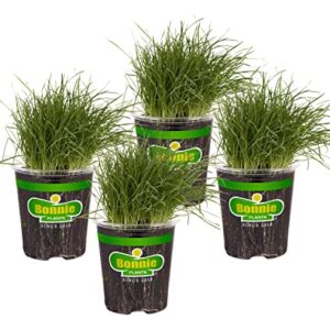 Bonnie Plants Pet Grass Live Edible Plant - 4 Pack, Pet Friendly, Great For Dogs & Cats, Perfect For Indoors