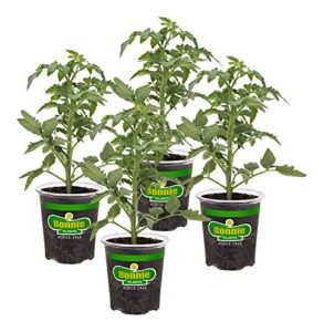 bonnie plants better boy tomato: 4 pack live vegetable plants, disease resistant, large 16 oz fruit size, non-gmo, red