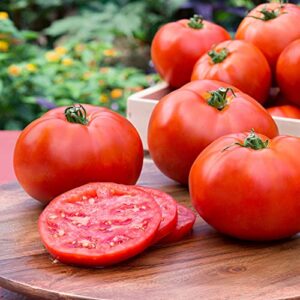 Bonnie Plants Better Boy Tomato: 4 Pack Live Vegetable Plants, Disease Resistant, Large 16 oz Fruit Size, Non-GMO, Red