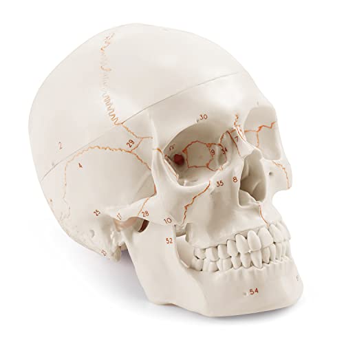 Upgraded Life Size Human Head Skull Anatomical Model with Newest Laser-Etched Fonts Not Hand Write Number, Not Smudged for Medical Student Human Anatomy Study Course