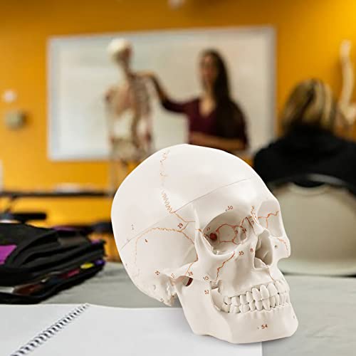 Upgraded Life Size Human Head Skull Anatomical Model with Newest Laser-Etched Fonts Not Hand Write Number, Not Smudged for Medical Student Human Anatomy Study Course