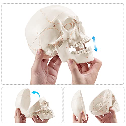 Upgraded Life Size Human Head Skull Anatomical Model with Newest Laser-Etched Fonts Not Hand Write Number, Not Smudged for Medical Student Human Anatomy Study Course