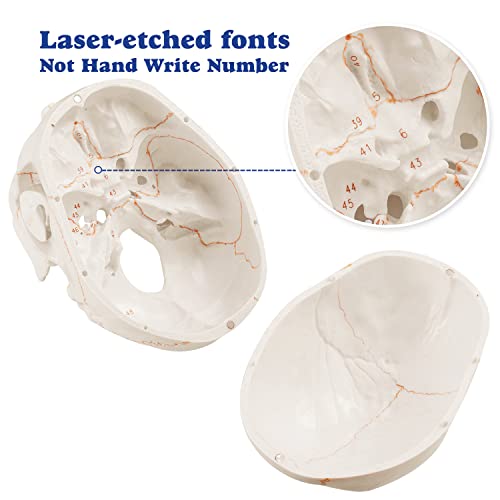 Upgraded Life Size Human Head Skull Anatomical Model with Newest Laser-Etched Fonts Not Hand Write Number, Not Smudged for Medical Student Human Anatomy Study Course