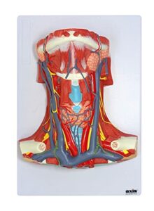 axis scientific human neck and throat anatomy model | view into throat showing arteries, veins, muscles and bones | comes on base with product manual