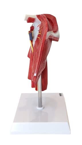 Axis Scientific Muscled Shoulder Joint Model – Shows Complete Shoulder Musculature from Rotator Cuff to Subscapular Muscles – Includes Base, Product Manual