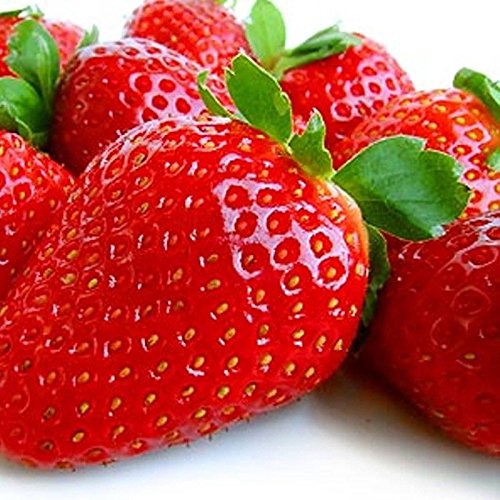 15 Albion Everbearing Strawberry Plants-Fruit Very Firm, Sweet, High Yields