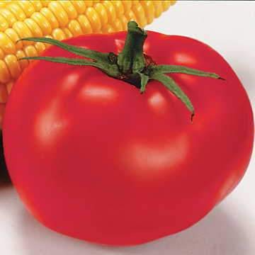 Park Seed Better Boy Hybrid Tomato Seeds, Indeterminate Beefsteak Tomato, Pack of 30 Seeds