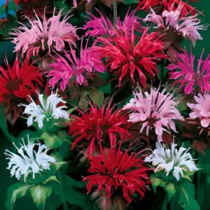 park seed panorama mix bee balm seeds, ultra-colorful fragrant flowers, pack of 100 seeds