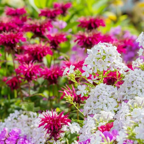 Park Seed Panorama Mix Bee Balm Seeds, Ultra-Colorful Fragrant Flowers, Pack of 100 Seeds