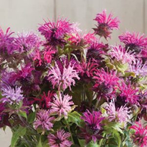 Park Seed Panorama Mix Bee Balm Seeds, Ultra-Colorful Fragrant Flowers, Pack of 100 Seeds