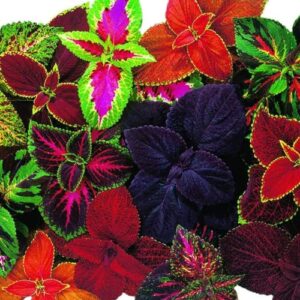 park seed giant exhibition complete mix coleus seeds, popular colorful houseplants, pack of 20 seeds