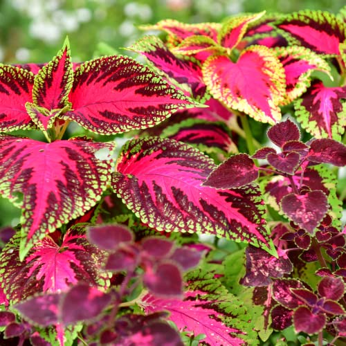 Park Seed Giant Exhibition Complete Mix Coleus Seeds, Popular Colorful Houseplants, Pack of 20 Seeds