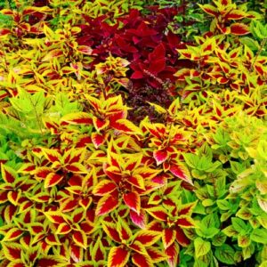 Park Seed Giant Exhibition Complete Mix Coleus Seeds, Popular Colorful Houseplants, Pack of 20 Seeds