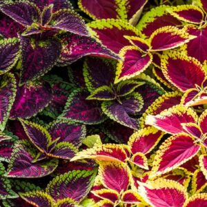 Park Seed Giant Exhibition Complete Mix Coleus Seeds, Popular Colorful Houseplants, Pack of 20 Seeds