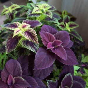 Park Seed Giant Exhibition Complete Mix Coleus Seeds, Popular Colorful Houseplants, Pack of 20 Seeds