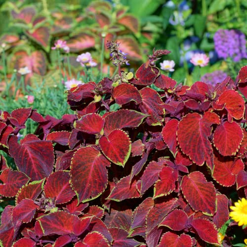 Park Seed Giant Exhibition Complete Mix Coleus Seeds, Popular Colorful Houseplants, Pack of 20 Seeds