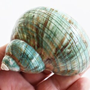 X-Large Polished Jade Turbo (3" - 3 1/2") 1 1/2" Opening Beach Crafts Nautical Decor Large Hermit Crabs - Florida Shells and Gifts