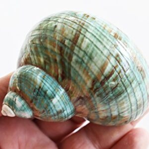 X-Large Polished Jade Turbo (3 1/2"- 4") 1 3/4" Opening Beach Crafts Nautical Decor Large Hermit Crabs - Florida Shells and Gifts
