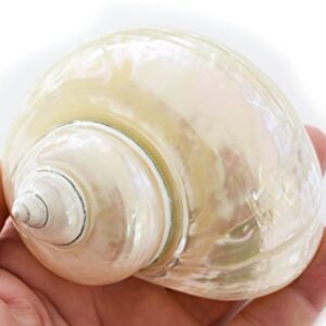 Florida Shells and Gifts Inc. Large Polished Pearl Turbo (3" - 3 1/2") 1 1/2" Opening Beach Crafts Nautical Decor Large Hermit Crabs