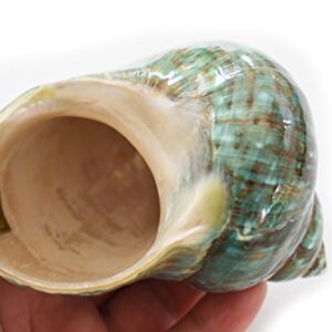 FSG - XX-Large Polished Jade Turbo (4-4 1/2") 2" Opening Beach Crafts Nautical Decor Large Hermit Crabs - Florida Shells and Gifts