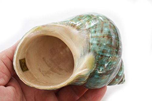 FSG - XX-Large Polished Jade Turbo (4-4 1/2") 2" Opening Beach Crafts Nautical Decor Large Hermit Crabs - Florida Shells and Gifts