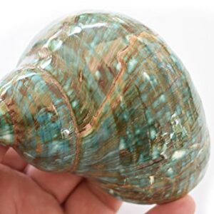 FSG - XX-Large Polished Jade Turbo (4-4 1/2") 2" Opening Beach Crafts Nautical Decor Large Hermit Crabs - Florida Shells and Gifts