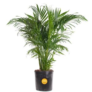 costa farms cat palm, live indoor houseplant in indoor garden plant pot, floor plant potted in potting soil, housewarming gift for new home, living room, office, patio palm tree decor, 3-4 feet tall