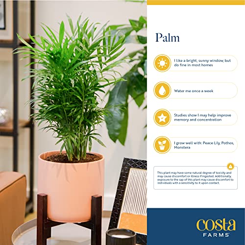 Costa Farms Cat Palm, Live Indoor Houseplant in Indoor Garden Plant Pot, Floor Plant Potted in Potting Soil, Housewarming Gift for New Home, Living Room, Office, Patio Palm Tree Decor, 3-4 Feet Tall