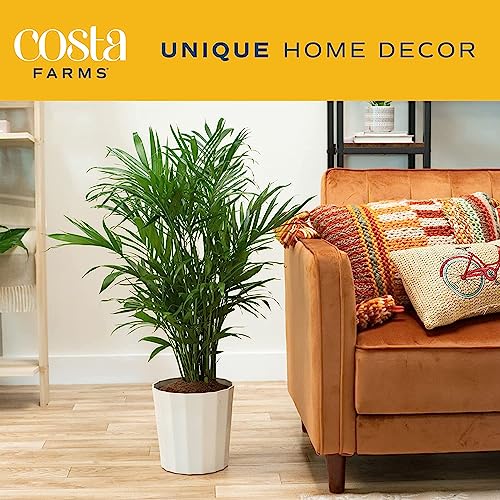 Costa Farms Cat Palm, Live Indoor Houseplant in Indoor Garden Plant Pot, Floor Plant Potted in Potting Soil, Housewarming Gift for New Home, Living Room, Office, Patio Palm Tree Decor, 3-4 Feet Tall