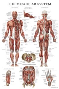 palace learning muscular system anatomical poster - laminated - muscle anatomy chart - double sided (18 x 27)
