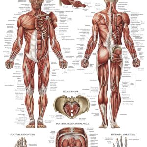 Palace Learning Muscular System Anatomical Poster - LAMINATED - Muscle Anatomy Chart - Double Sided (18 x 27)