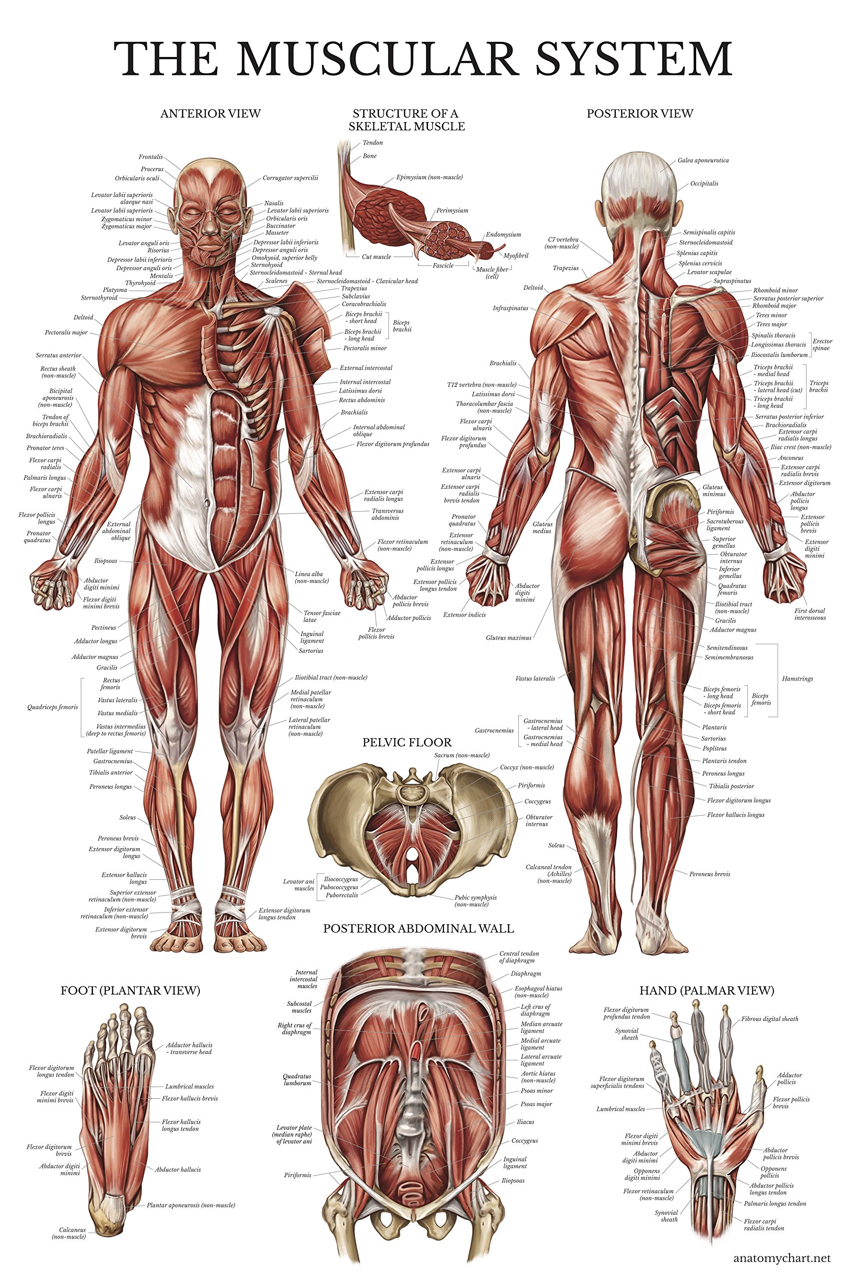 Palace Learning Muscular System Anatomical Poster - LAMINATED - Muscle Anatomy Chart - Double Sided (18 x 27)