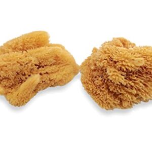 Natural Sea Sponges for Artists - Unbleached 5"-5.5" 2pc Value Pack: Great for Painting Decorating Texturing Sponging Marbling Effects Faux Finishes Crafts & More