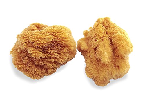 Natural Sea Sponges for Artists - Unbleached 5"-5.5" 2pc Value Pack: Great for Painting Decorating Texturing Sponging Marbling Effects Faux Finishes Crafts & More